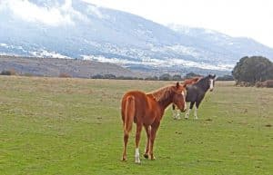 Spain - Wildlife Research and Ecological Farming8