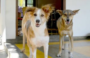 Sri Lanka - Dog Care and Veterinary Assistance11