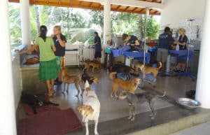 Sri Lanka - Dog Care and Veterinary Assistance12
