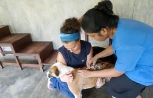 Sri Lanka - Dog Care and Veterinary Assistance15