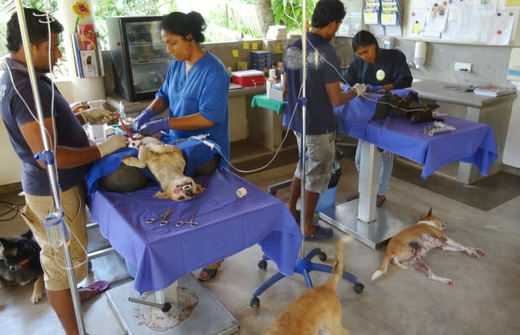 Sri Lanka - Dog Care and Veterinary Assistance16