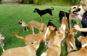 Sri Lanka - Dog Care and Veterinary Assistance19