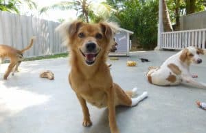 Sri Lanka - Dog Care and Veterinary Assistance2