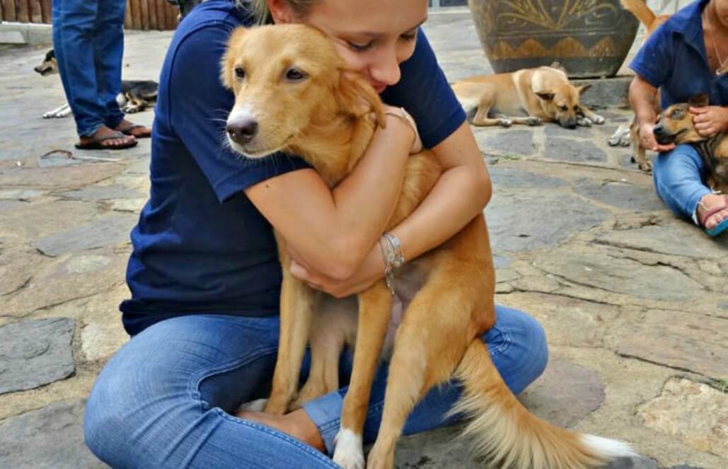 Sri Lanka - Dog Care and Veterinary Assistance4