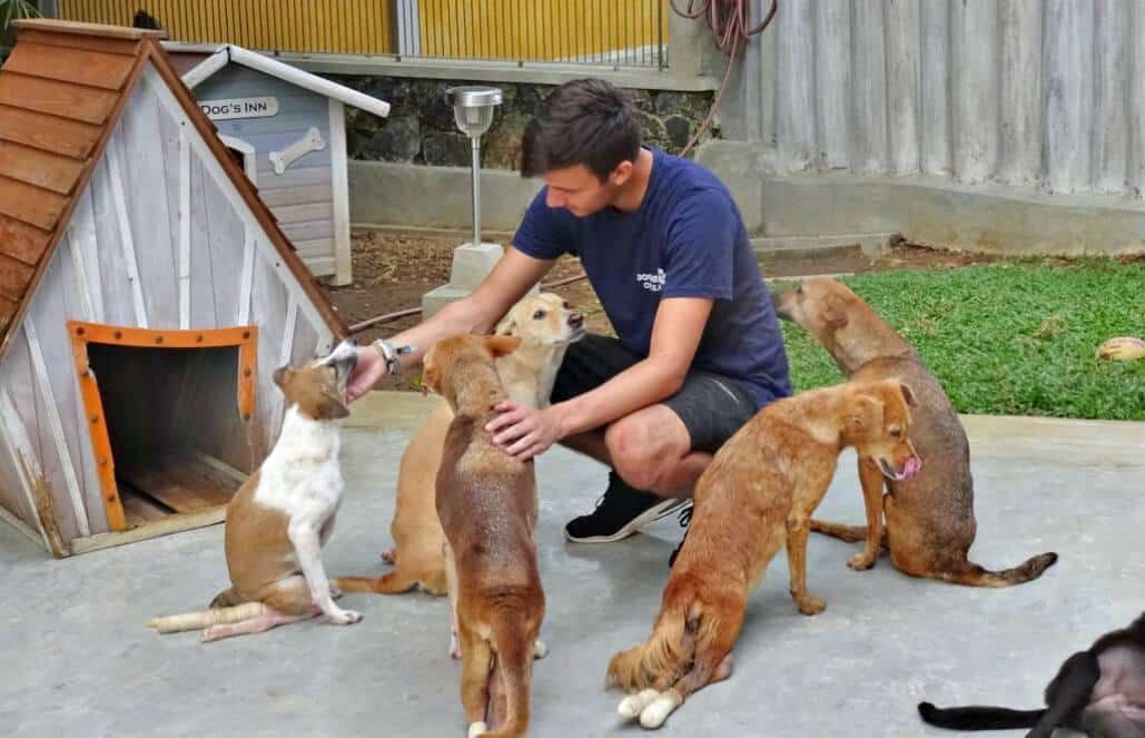 Sri Lanka - Dog Care and Veterinary Assistance5