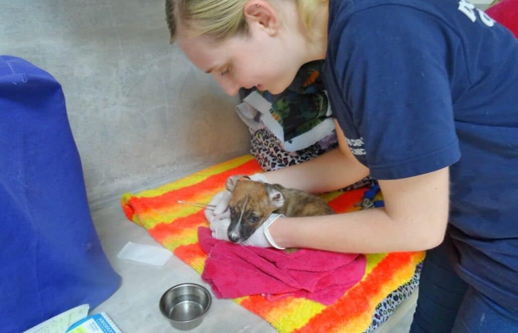 Sri Lanka - Dog Care and Veterinary Assistance6