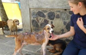 Sri Lanka - Dog Care and Veterinary Assistance7