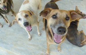 Sri Lanka - Dog Care and Veterinary Assistance8
