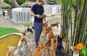 Sri Lanka - Dog Care and Veterinary Assistance9