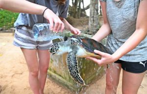 Sri Lanka - Sea Turtle Rescue and Rehabilitation10