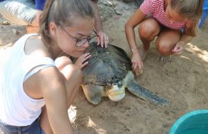Sri Lanka - Sea Turtle Rescue and Rehabilitation14