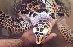 Sri Lanka - Sea Turtle Rescue and Rehabilitation19