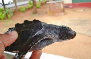 Sri Lanka - Sea Turtle Rescue and Rehabilitation21