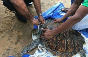 Sri Lanka - Sea Turtle Rescue and Rehabilitation22