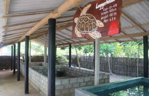 Sri Lanka - Sea Turtle Rescue and Rehabilitation23