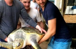 Sri Lanka - Sea Turtle Rescue and Rehabilitation4