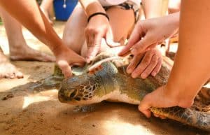 Sri Lanka - Sea Turtle Rescue and Rehabilitation5