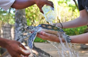 Sri Lanka - Sea Turtle Rescue and Rehabilitation7