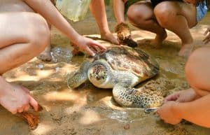 Sri Lanka - Sea Turtle Rescue and Rehabilitation9
