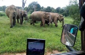 Sri Lanka - Wild Elephant Conservation and Research10