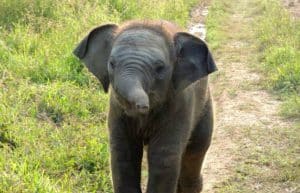 Sri Lanka - Wild Elephant Conservation and Research4