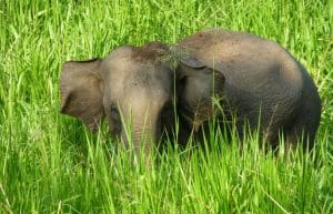 Sri Lanka - Wild Elephant Conservation and Research7