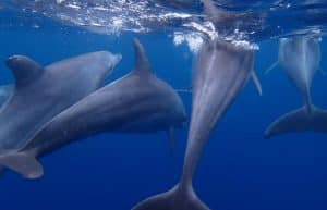 Tanzania - Dolphin and Marine Conservation11