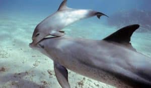 Tanzania - Dolphin and Marine Conservation3