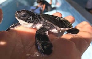 Thailand - Coastal Marine Conservation in Phang Nga20