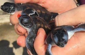 Thailand - Coastal Marine Conservation in Phang Nga3