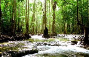 Thailand - Coastal Marine Conservation in Phang Nga7