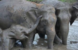 Thailand - Elephant Forest Refuge10