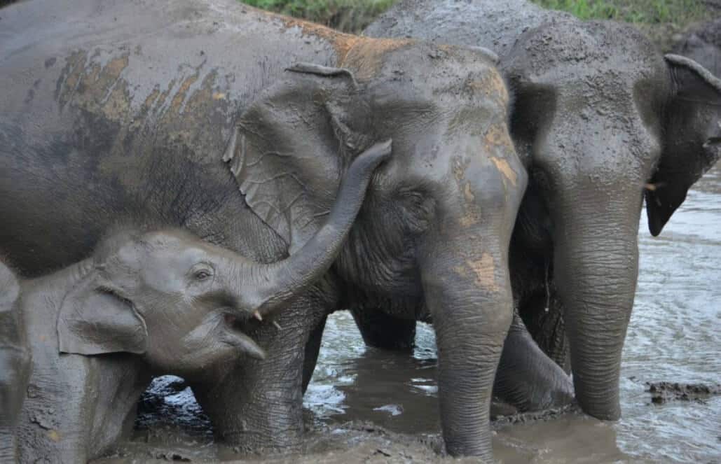 Thailand - Elephant Forest Refuge10