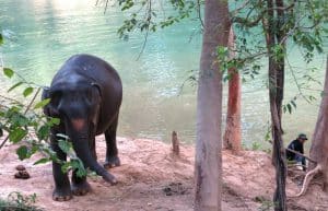 Thailand - Elephant Forest Refuge4