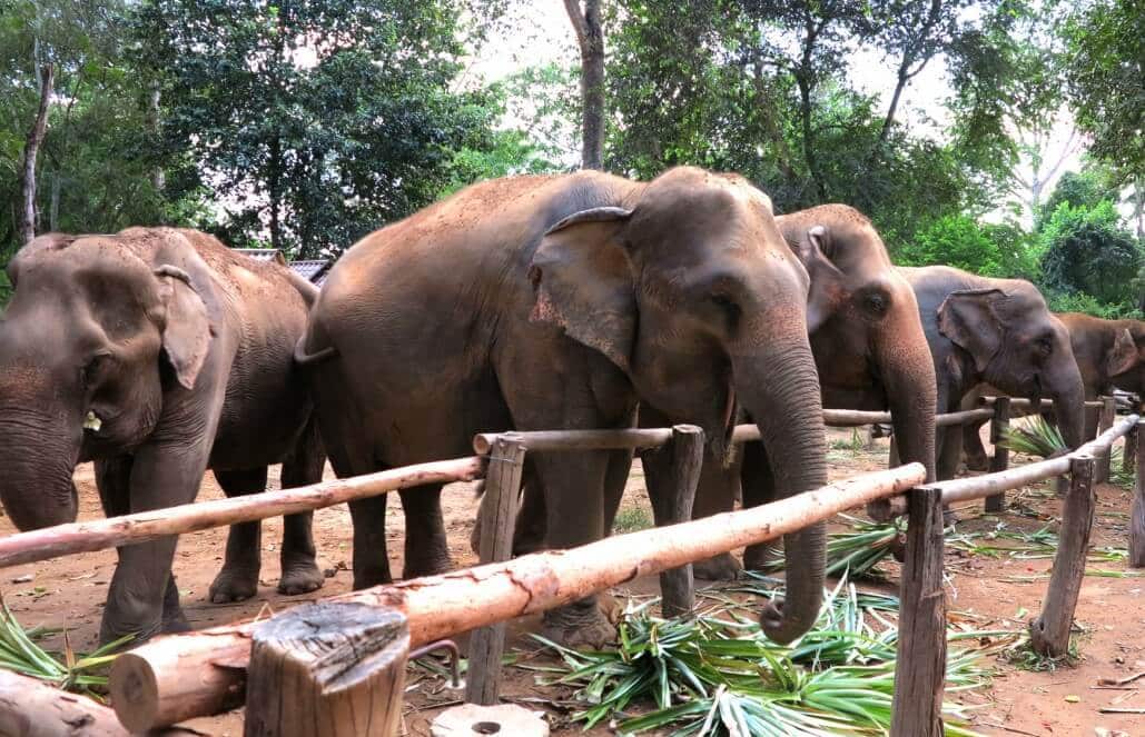 Thailand - Elephant Forest Refuge7