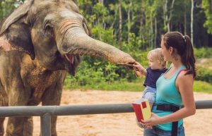 Thailand - Family-Friendly Elephant Forest Refuge1