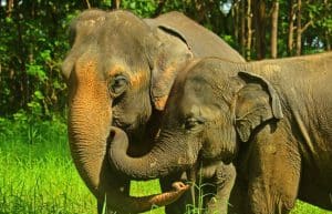 Thailand - Family-Friendly Elephant Forest Refuge3
