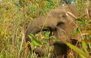 Thailand - Family-Friendly Elephant Forest Refuge4