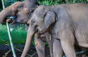 Thailand - Family-Friendly Elephant Forest Refuge5
