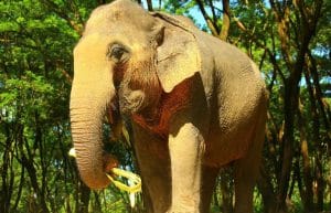Thailand - Family-Friendly Elephant Forest Refuge7