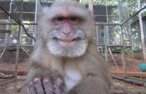 Thailand - Gibbon Primate Sanctuary15