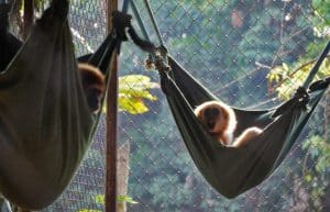 Thailand - Gibbon Primate Sanctuary3