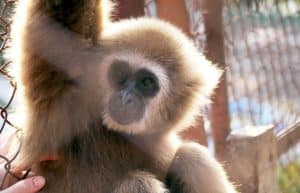 Thailand - Gibbon Primate Sanctuary4
