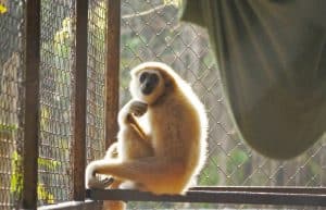 Thailand - Gibbon Primate Sanctuary5