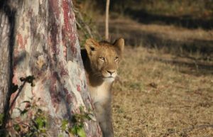 Zambia - Lion Rehabilitation and Conservation in Livingstone11
