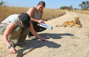Zambia - Lion Rehabilitation and Conservation in Livingstone2