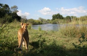 Zambia - Lion Rehabilitation and Conservation in Livingstone3