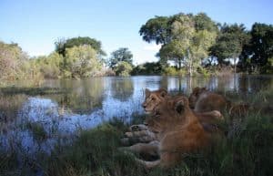 Zambia - Lion Rehabilitation and Conservation in Livingstone4