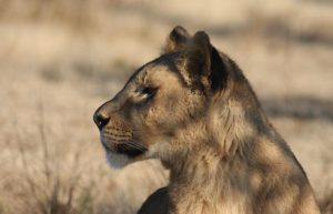 Zambia - Lion Rehabilitation and Conservation in Livingstone6