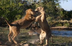Zambia - Lion Rehabilitation and Conservation in Livingstone7